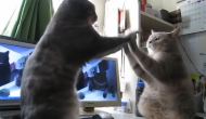CATS PLAYING PATTY&nbsp;CAKE!