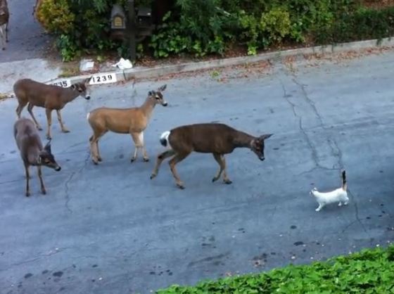 DeerVsCat