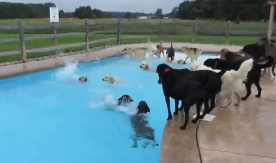 DogPoolParty