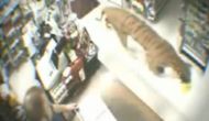 TIGER IN CONVENIENCE&nbsp;STORE!